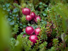 Partridgeberries